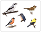 ejemplos de pájaros