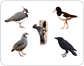 ejemplos de pájaros