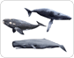 ejemplos de mamíferos marinos