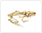 esqueleto de una rana