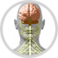 sistema nervioso image