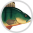 peces image