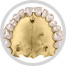 dientes image