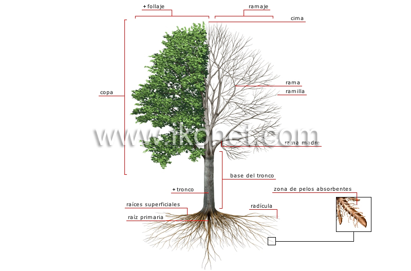 anatomía de un árbol image