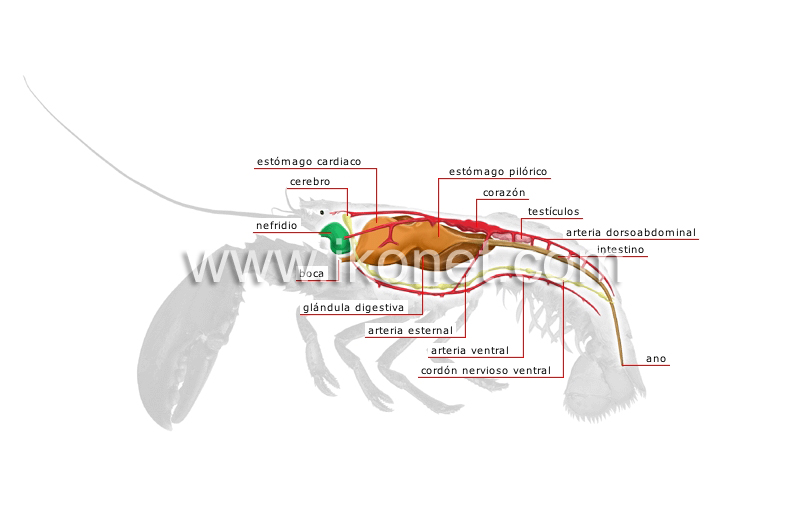 anatomía de un bogavante image