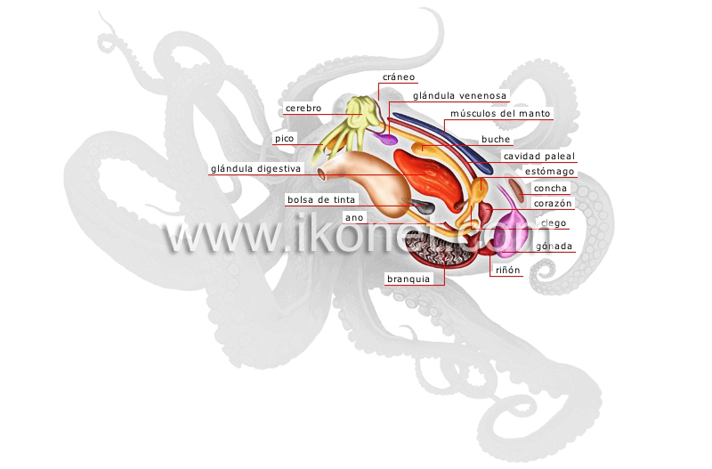 anatomía de un pulpo image
