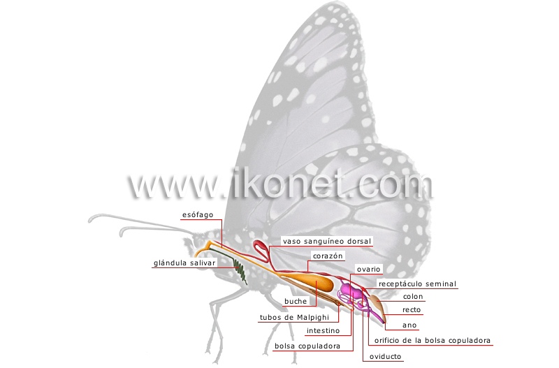 anatomía de una mariposa hembra image
