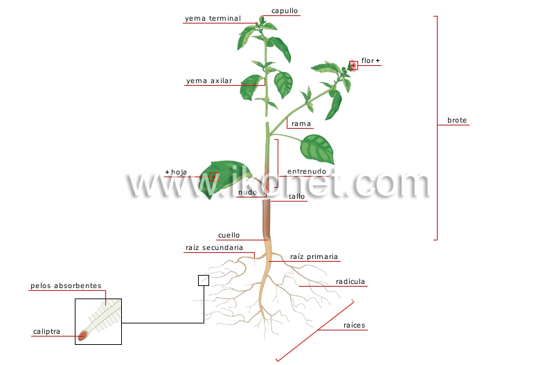 anatomía de una planta image