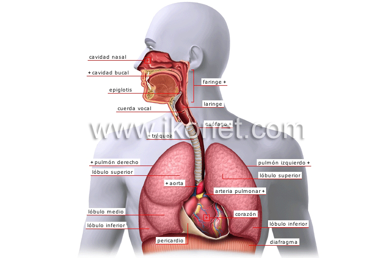 aparato respiratorio image