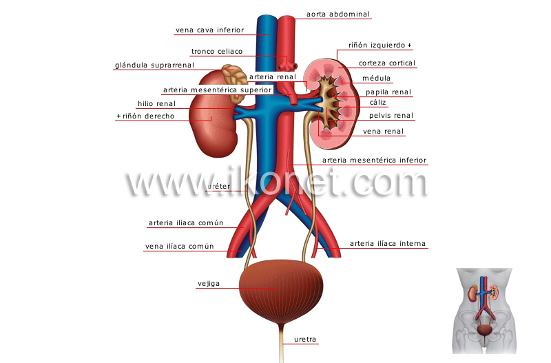 aparato urinario image