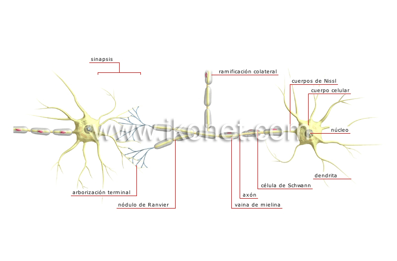 cadena de neuronas image