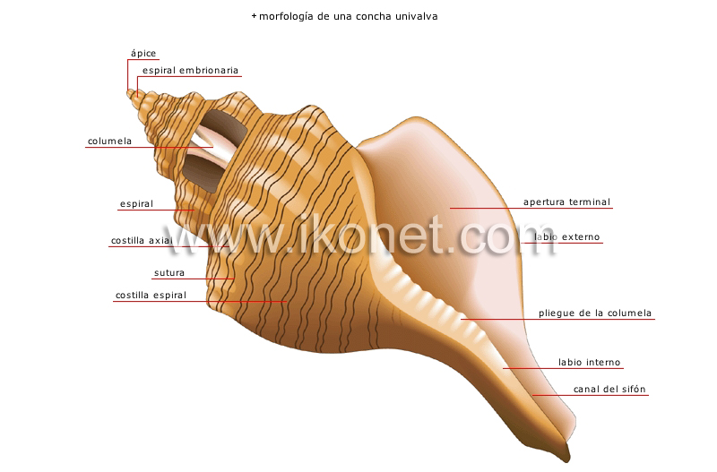 concha univalva image