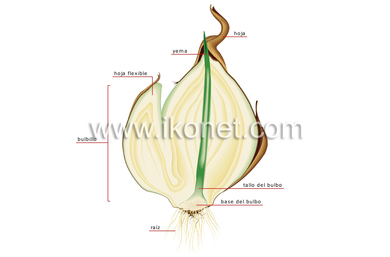 corte de un bulbo image