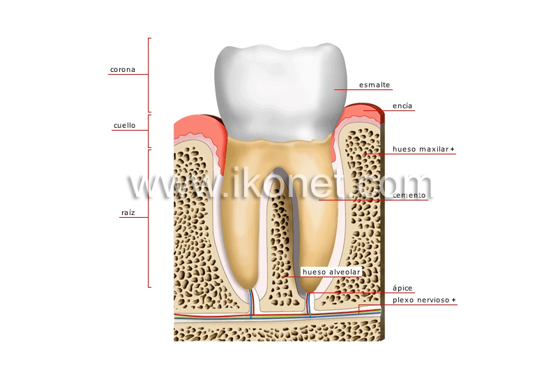 corte transversal de un molar image