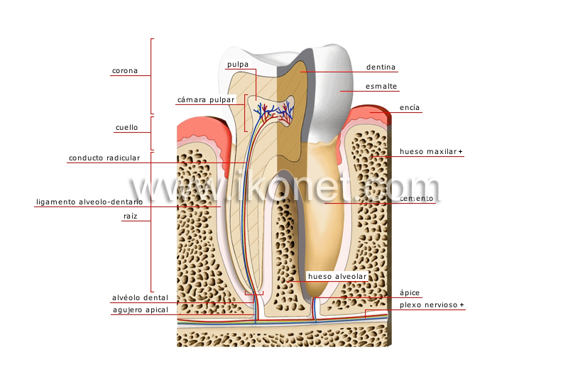 corte transversal de un molar image