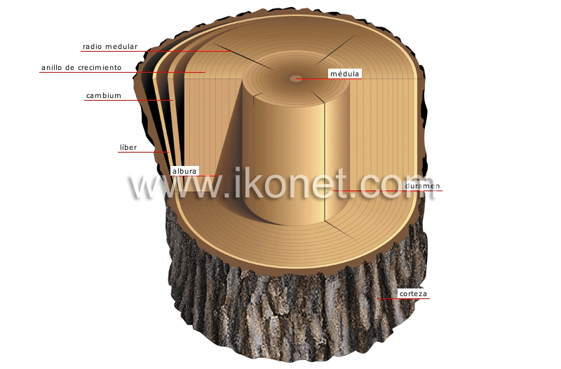 corte transversal de un tronco image