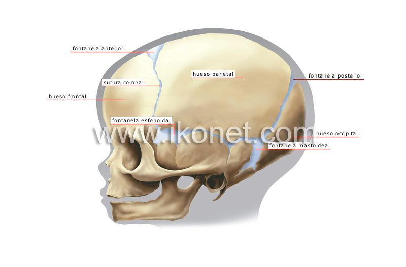 cráneo de un niño image