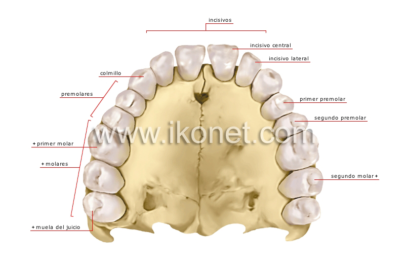 dentadura humana image