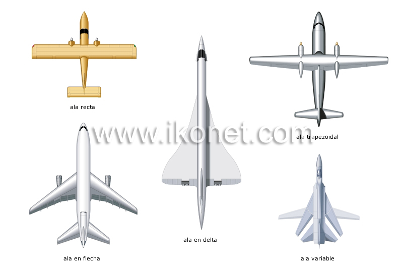 diferentes formas de alas image