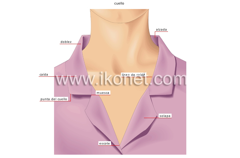 ejemplos de cuellos image