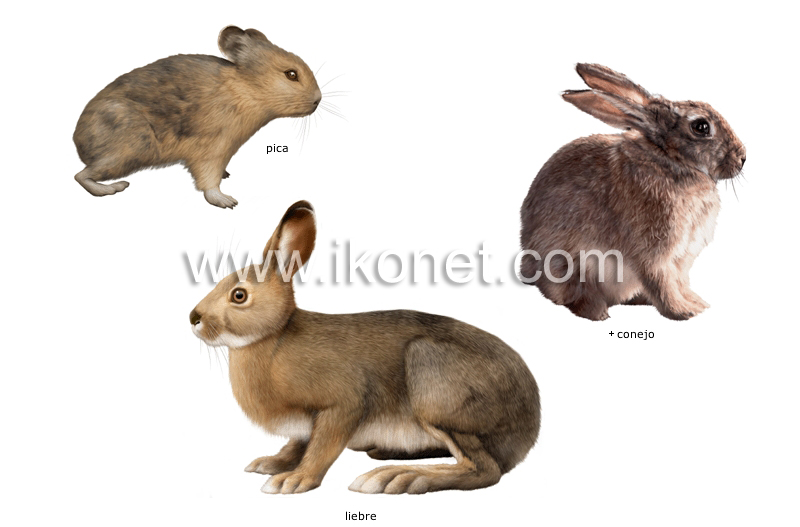 ejemplos de lagomorfos image