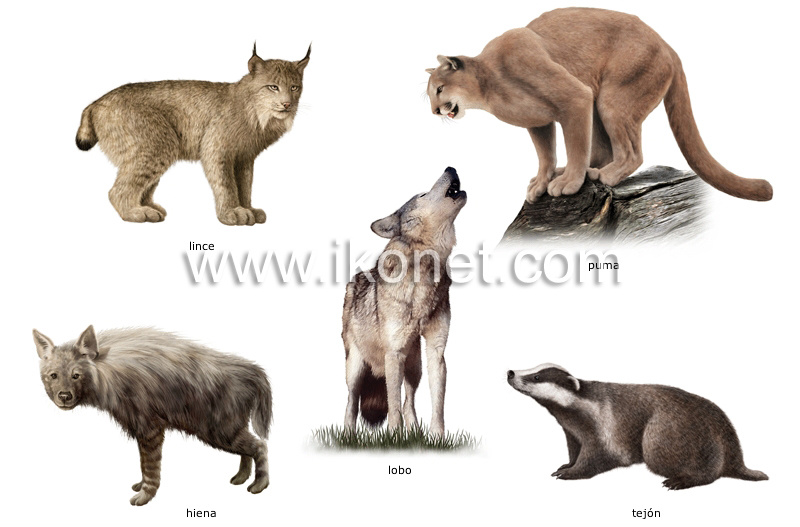 ejemplos de mamíferos carnívoros image