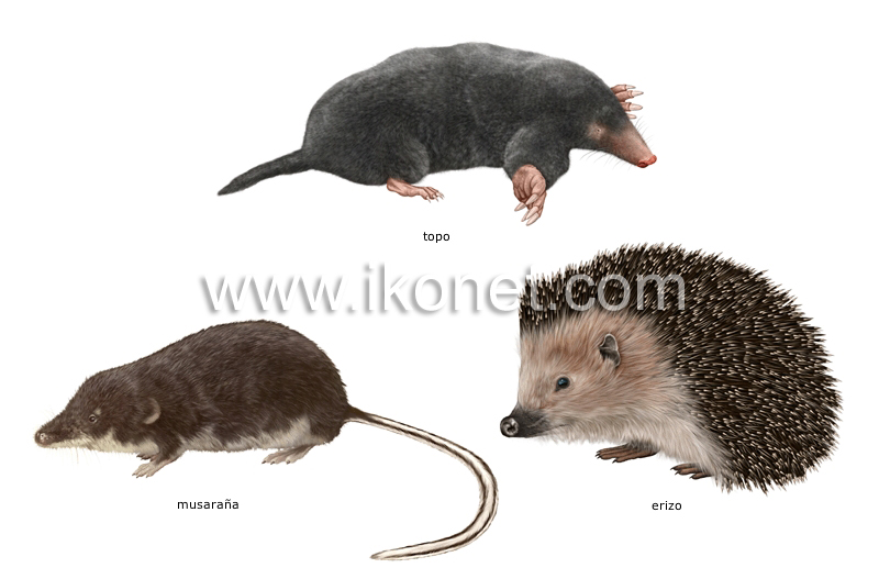 ejemplos de mamíferos  insectívoros image