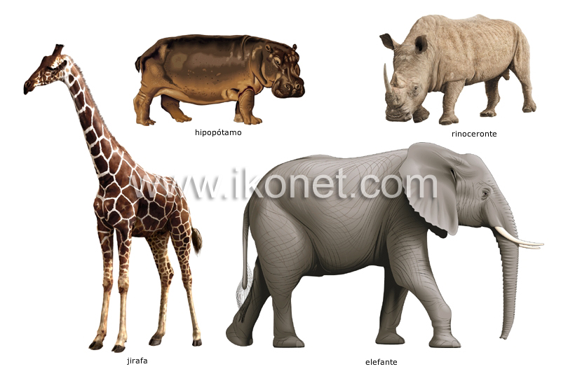 ejemplos de mamíferos ungulados image