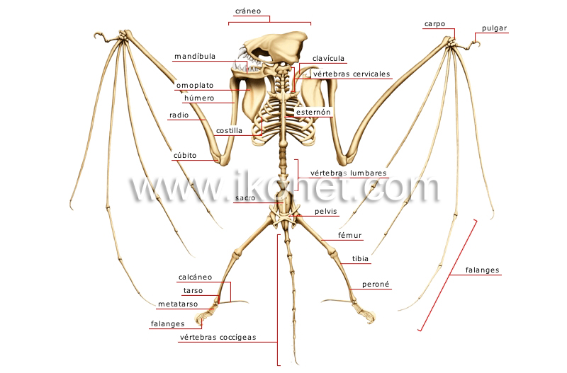 esqueleto de un murciélago image