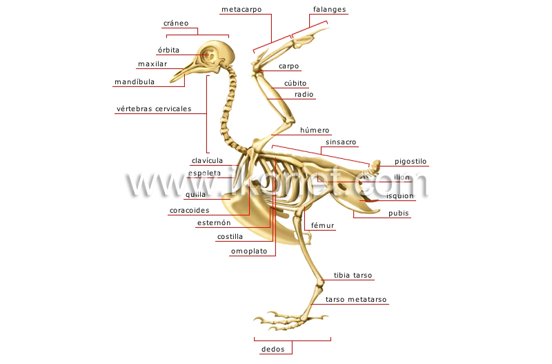 esqueleto de un pájaro image