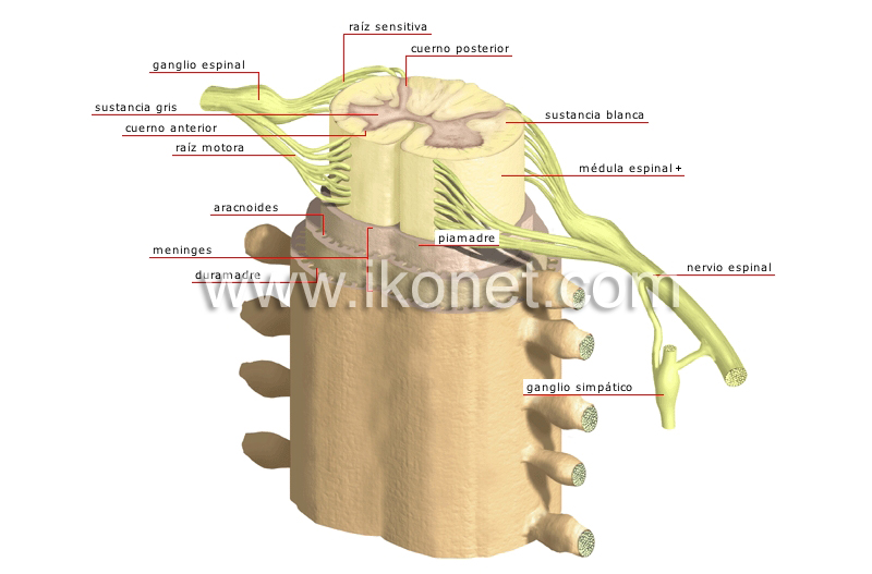 estructura de la médula espinal image