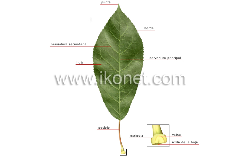 estructura de una hoja image