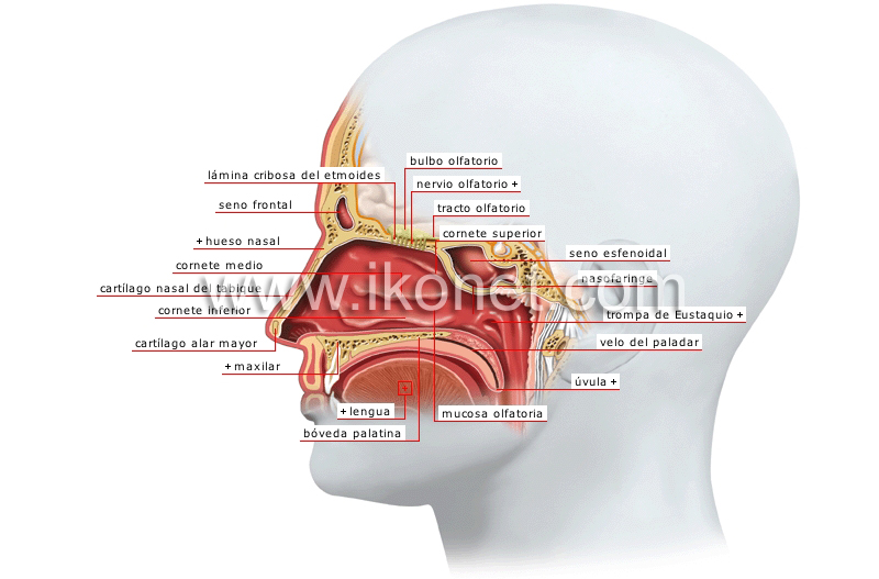 fosas nasales image