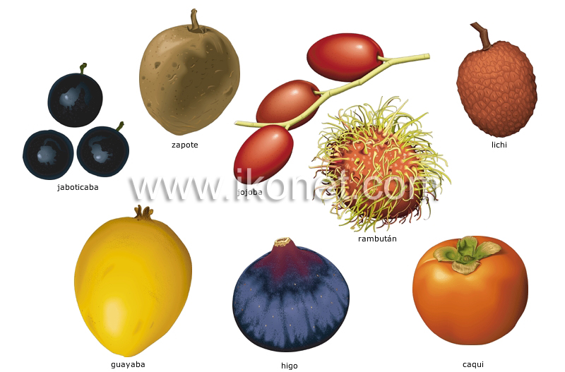 frutas tropicales image