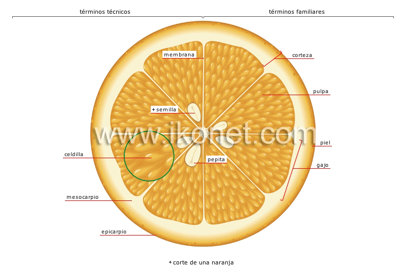 fruto carnoso: cítrico image