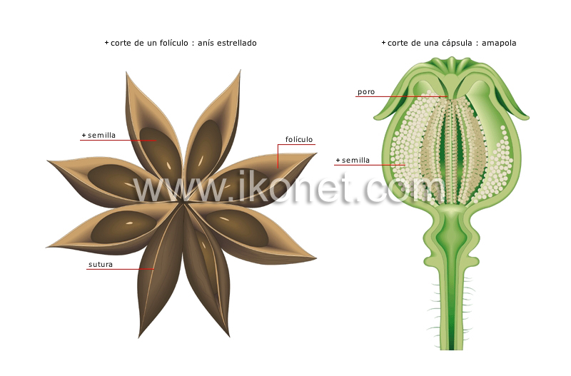 frutos secos image