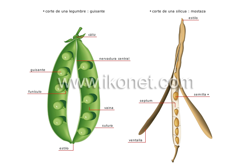 frutos secos image