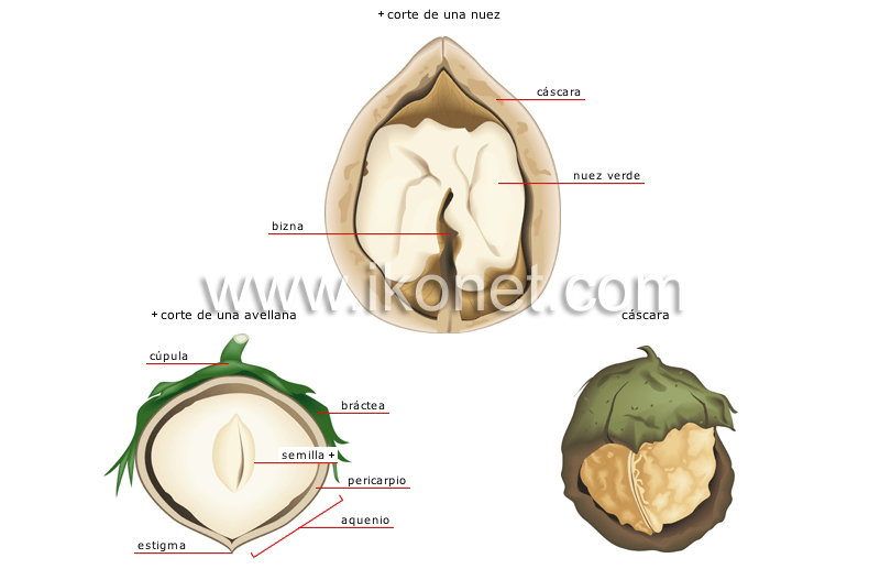 frutos secos image