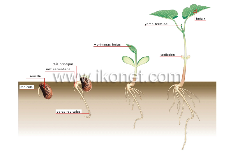 germinación image