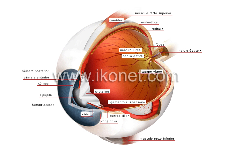 globo ocular image