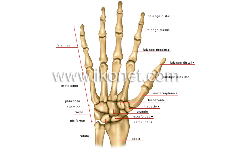 huesos de la mano image