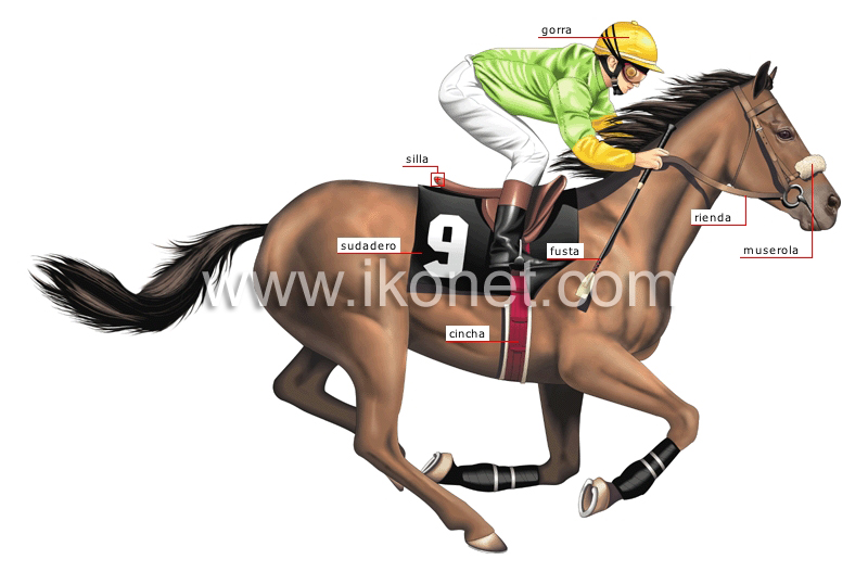 jockey image