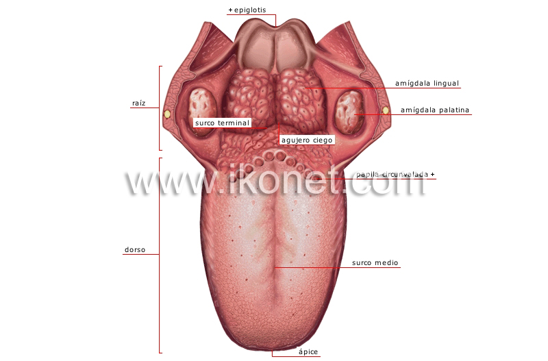 lengua image