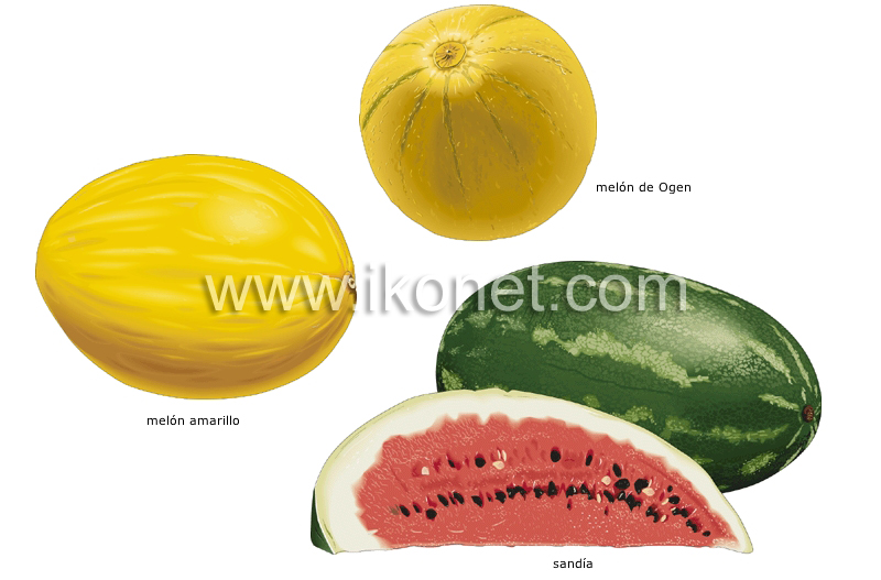 melones image