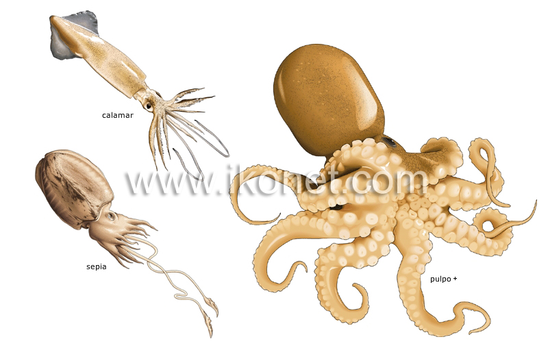 moluscos image