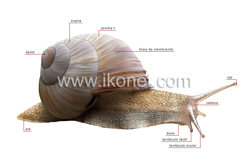 morfología de un caracol image