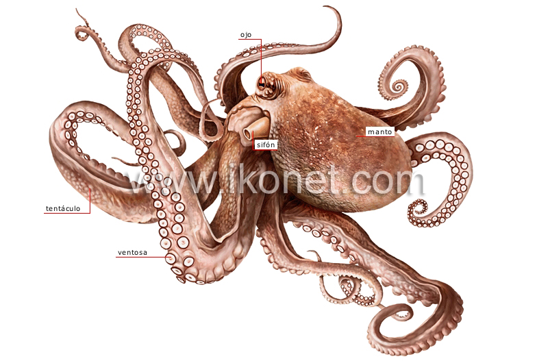 morfología de un pulpo image