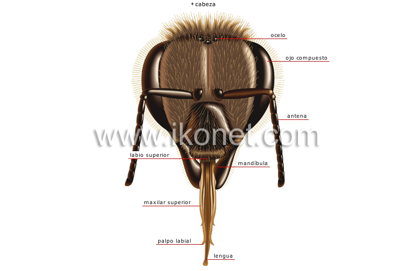 morfología de una abeja trabajadora image