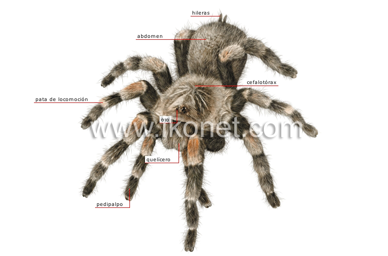 morfología de una araña image