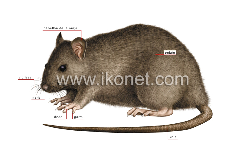 morfología de una rata image